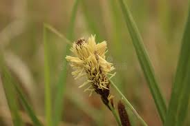 Attēlu rezultāti vaicājumam “Carex pilosa flower”