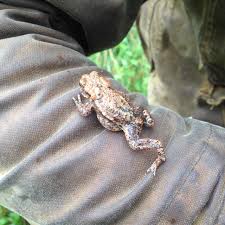 Attēlu rezultāti vaicājumam “Bufo bufo”