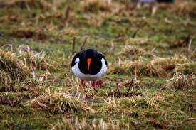 Attēlu rezultāti vaicājumam “Haematopus ostralegus”