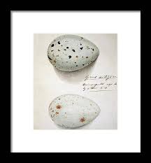 Attēlu rezultāti vaicājumam “Grus grus eggs”