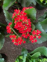 Image result for Kalanchoe blossfeldiana