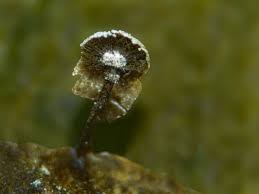 Attēlu rezultāti vaicājumam “Didymium verrucisporum spores”