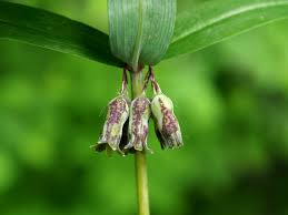 Attēlu rezultāti vaicājumam “Polygonatum verticillatum leaf”