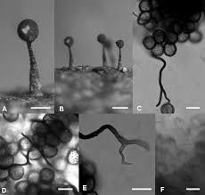 Attēlu rezultāti vaicājumam “Diachea subsessilis stalked”