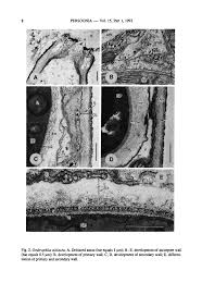 Attēlu rezultāti vaicājumam “Ombrophila violacea spores”
