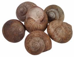 Attēlu rezultāti vaicājumam “Helix pomatia”