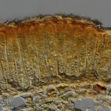 Attēlu rezultāti vaicājumam “Melampsora populnea”