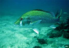 Image result for Lutjanus colorado