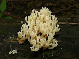 Attēlu rezultāti vaicājumam “Clavicorona pyxidata”