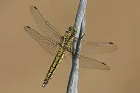 Attēlu rezultāti vaicājumam “Orthetrum cancellatum”