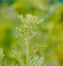 Attēlu rezultāti vaicājumam “Artemisia absinthium leaf”