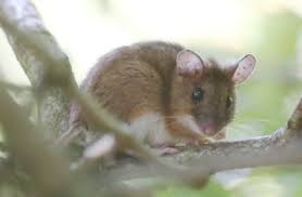 Attēlu rezultāti vaicājumam “Apodemus flavicollis”