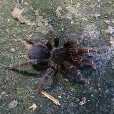 Attēlu rezultāti vaicājumam “Magdalis sp.”