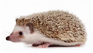 Attēlu rezultāti vaicājumam “Erinaceus sp.”