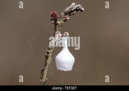 Attēlu rezultāti vaicājumam “Agroeca brunnea”