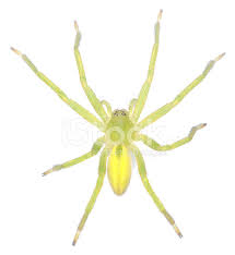 Attēlu rezultāti vaicājumam “Micrommata virescens”