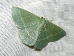 Attēlu rezultāti vaicājumam “Chlorissa viridata”