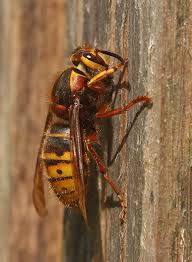 Attēlu rezultāti vaicājumam “Dolichovespula media”