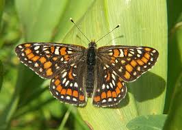 Attēlu rezultāti vaicājumam “Euphydryas maturna upperside”