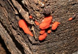 Attēlu rezultāti vaicājumam “Tubifera ferruginosa (subsp. ferruginosa)”