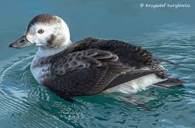 Attēlu rezultāti vaicājumam “Clangula hyemalis”