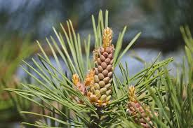 Attēlu rezultāti vaicājumam “Pinus sylvestris male flower”