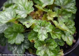 Image result for Heuchera Metallica