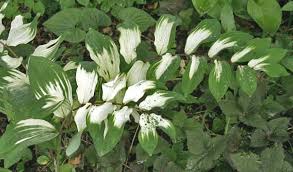 Attēlu rezultāti vaicājumam “Polygonatum odoratum”