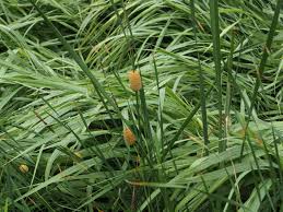 Attēlu rezultāti vaicājumam “Typhaceae”