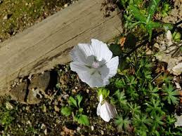 Attēlu rezultāti vaicājumam “Malva moschata alba flower”