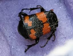 Attēlu rezultāti vaicājumam “Nicrophorus investigator”