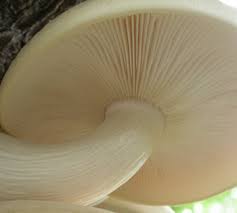 Attēlu rezultāti vaicājumam “Hypsizygus ulmarius”