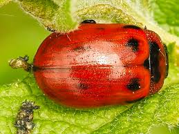 Attēlu rezultāti vaicājumam “Gonioctena viminalis”