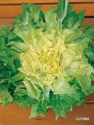 Attēlu rezultāti vaicājumam “Scardia boletella exuvia”