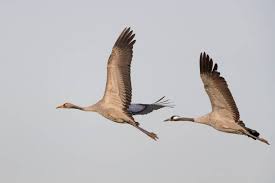 Attēlu rezultāti vaicājumam “Grus grus adult”