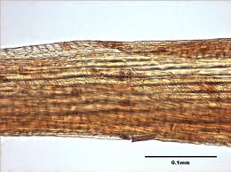 Attēlu rezultāti vaicājumam “Pohlia elongata”