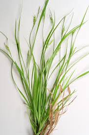 Attēlu rezultāti vaicājumam “Carex scandinavica”