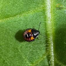 Attēlu rezultāti vaicājumam “Dicyphus nymph”