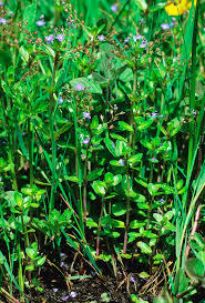 Attēlu rezultāti vaicājumam “Veronica beccabunga leaf”
