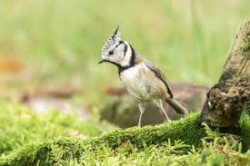 Attēlu rezultāti vaicājumam “Lophophanes cristatus adult”