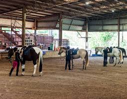 Image result for Dalkeith Park Equestrian Club