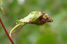 Attēlu rezultāti vaicājumam “Carpatolechia alburnella”