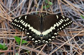 Attēlu rezultāti vaicājumam “Papilionidae”