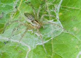 Attēlu rezultāti vaicājumam “Agelenidae”