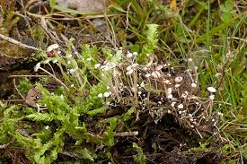 Attēlu rezultāti vaicājumam “Collybia cirrhata”