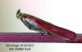 Attēlu rezultāti vaicājumam “Oncocera semirubella”