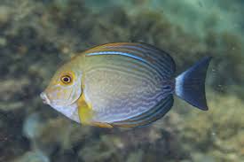 Image result for Acanthurus xanthopterus