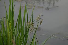 Attēlu rezultāti vaicājumam “Scirpus sylvaticus”