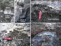 Attēlu rezultāti vaicājumam “Distichium capillaceum sporophyte”