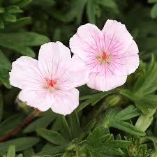 Attēlu rezultāti vaicājumam “Geranium sanguineum flower”